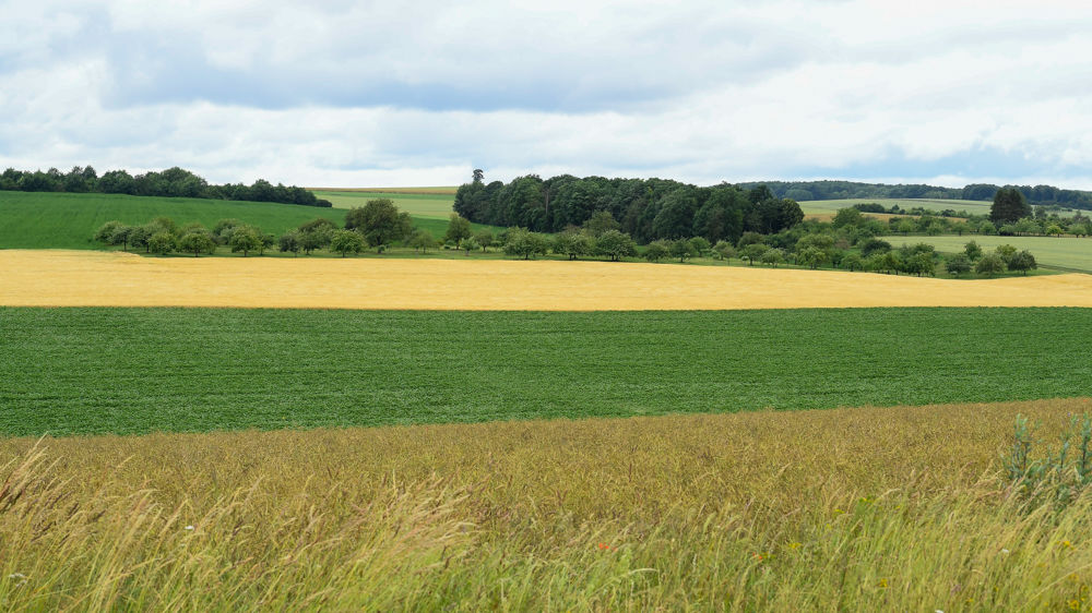 Le rendement de l'orge est attendu à 68,3 q/ha, en hausse de 4,4 % par rapport à 2022. Celui du colza atteindrait 33,4 q/ha contre 36,8 q/ha en 2022.